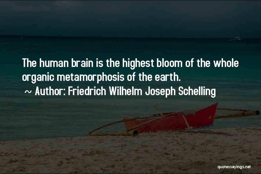 Friedrich Wilhelm Joseph Schelling Quotes: The Human Brain Is The Highest Bloom Of The Whole Organic Metamorphosis Of The Earth.