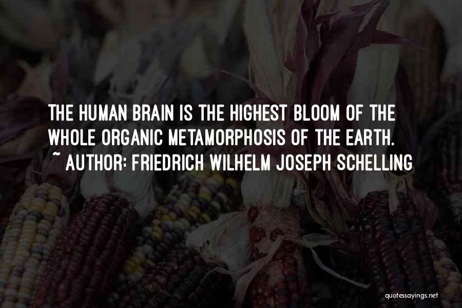 Friedrich Wilhelm Joseph Schelling Quotes: The Human Brain Is The Highest Bloom Of The Whole Organic Metamorphosis Of The Earth.