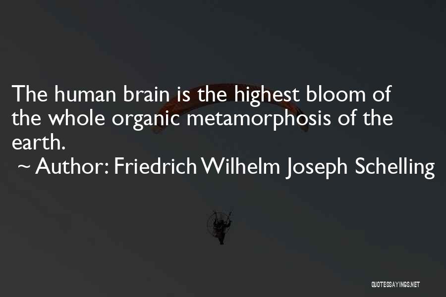 Friedrich Wilhelm Joseph Schelling Quotes: The Human Brain Is The Highest Bloom Of The Whole Organic Metamorphosis Of The Earth.