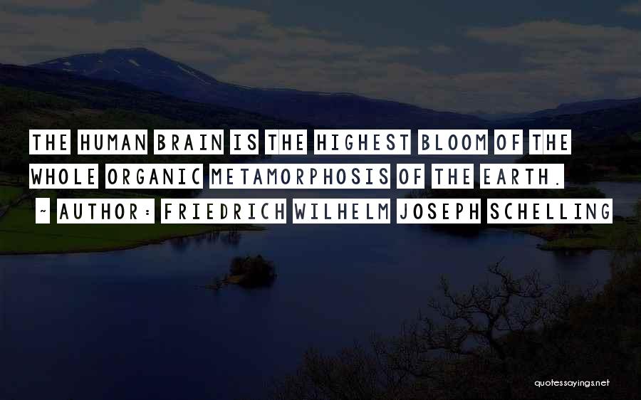 Friedrich Wilhelm Joseph Schelling Quotes: The Human Brain Is The Highest Bloom Of The Whole Organic Metamorphosis Of The Earth.