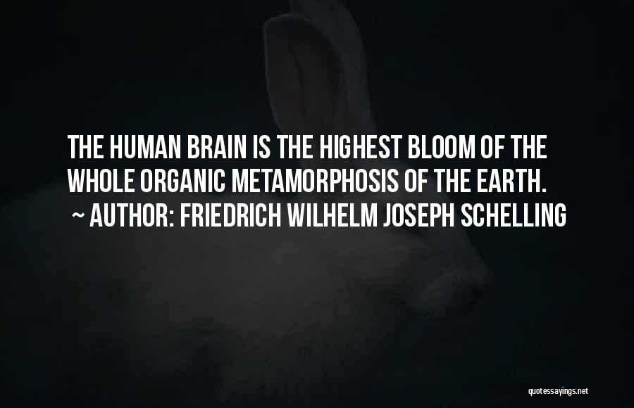 Friedrich Wilhelm Joseph Schelling Quotes: The Human Brain Is The Highest Bloom Of The Whole Organic Metamorphosis Of The Earth.