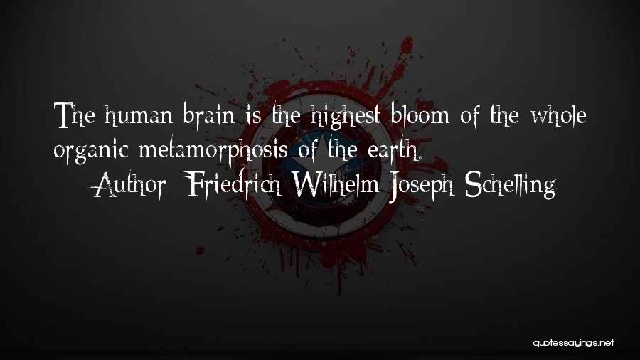 Friedrich Wilhelm Joseph Schelling Quotes: The Human Brain Is The Highest Bloom Of The Whole Organic Metamorphosis Of The Earth.