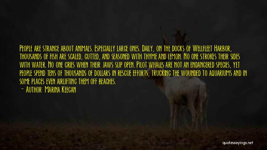 Marina Keegan Quotes: People Are Strange About Animals. Especially Large Ones. Daily, On The Docks Of Wellfleet Harbor, Thousands Of Fish Are Scaled,