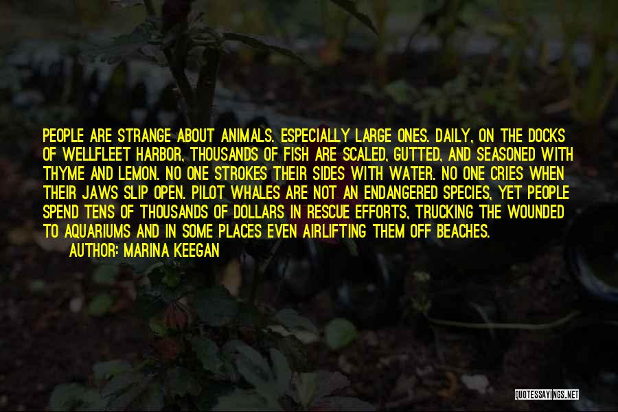 Marina Keegan Quotes: People Are Strange About Animals. Especially Large Ones. Daily, On The Docks Of Wellfleet Harbor, Thousands Of Fish Are Scaled,