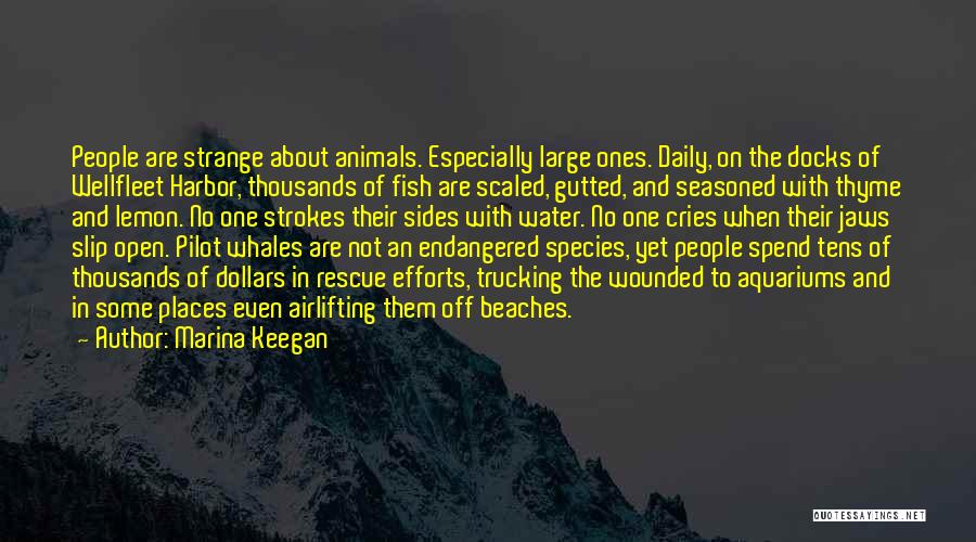 Marina Keegan Quotes: People Are Strange About Animals. Especially Large Ones. Daily, On The Docks Of Wellfleet Harbor, Thousands Of Fish Are Scaled,