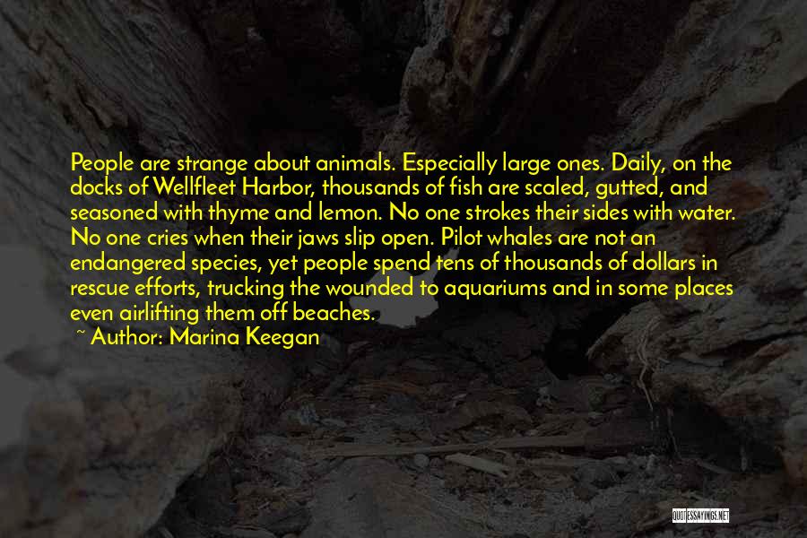 Marina Keegan Quotes: People Are Strange About Animals. Especially Large Ones. Daily, On The Docks Of Wellfleet Harbor, Thousands Of Fish Are Scaled,