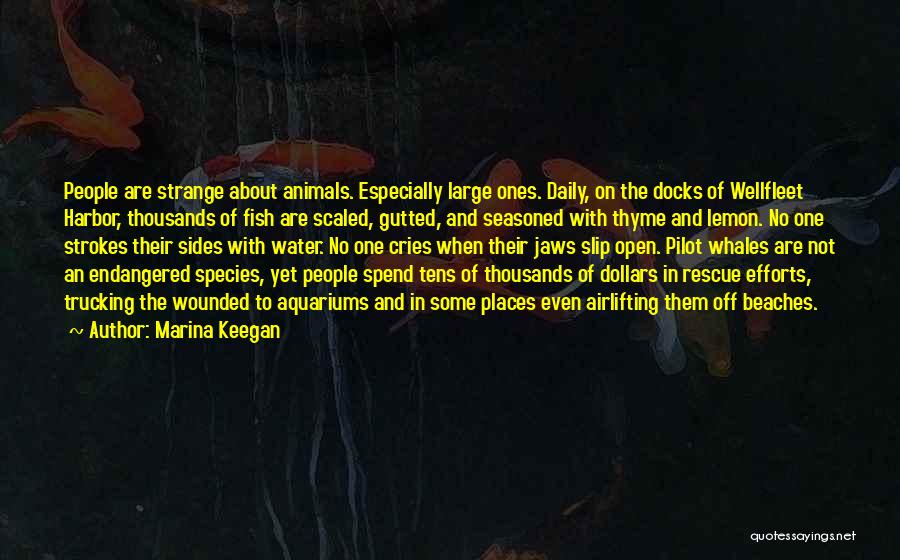 Marina Keegan Quotes: People Are Strange About Animals. Especially Large Ones. Daily, On The Docks Of Wellfleet Harbor, Thousands Of Fish Are Scaled,