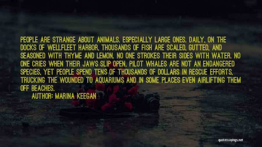 Marina Keegan Quotes: People Are Strange About Animals. Especially Large Ones. Daily, On The Docks Of Wellfleet Harbor, Thousands Of Fish Are Scaled,
