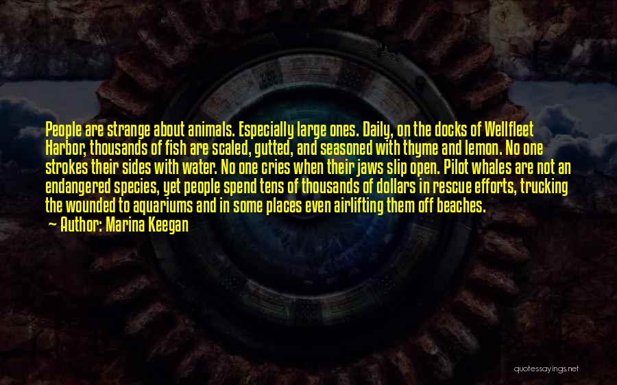 Marina Keegan Quotes: People Are Strange About Animals. Especially Large Ones. Daily, On The Docks Of Wellfleet Harbor, Thousands Of Fish Are Scaled,