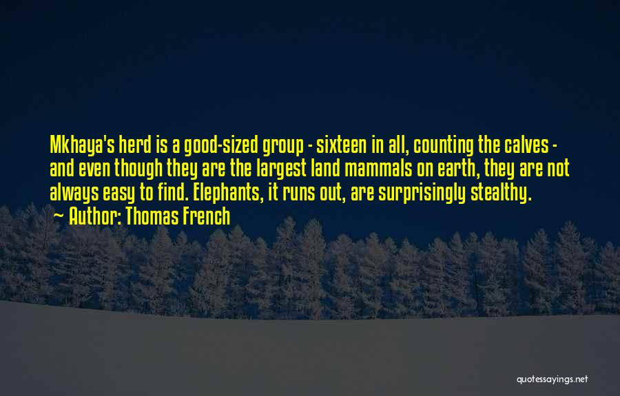 Thomas French Quotes: Mkhaya's Herd Is A Good-sized Group - Sixteen In All, Counting The Calves - And Even Though They Are The