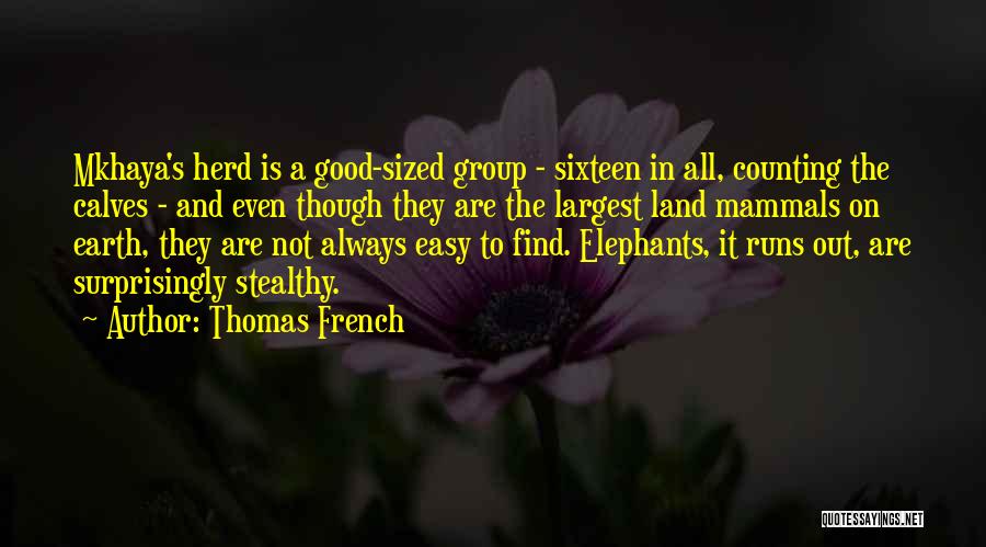 Thomas French Quotes: Mkhaya's Herd Is A Good-sized Group - Sixteen In All, Counting The Calves - And Even Though They Are The