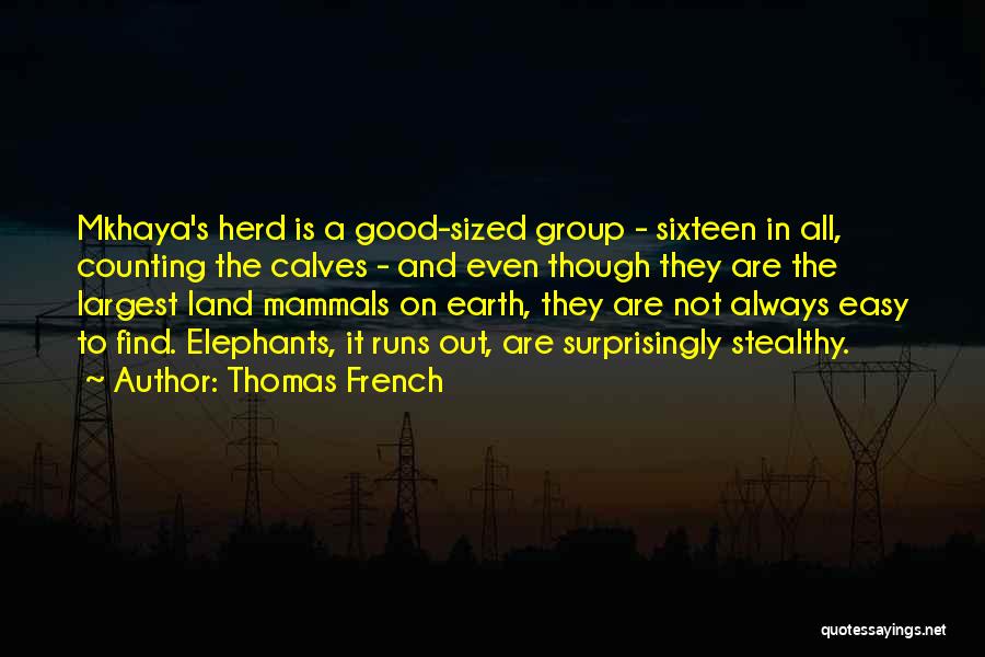 Thomas French Quotes: Mkhaya's Herd Is A Good-sized Group - Sixteen In All, Counting The Calves - And Even Though They Are The