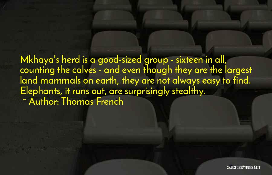 Thomas French Quotes: Mkhaya's Herd Is A Good-sized Group - Sixteen In All, Counting The Calves - And Even Though They Are The