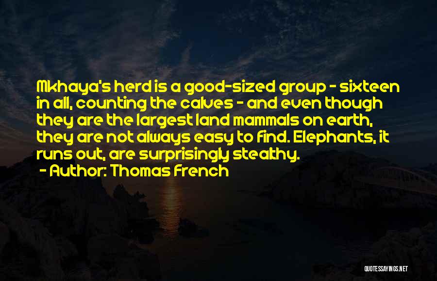 Thomas French Quotes: Mkhaya's Herd Is A Good-sized Group - Sixteen In All, Counting The Calves - And Even Though They Are The