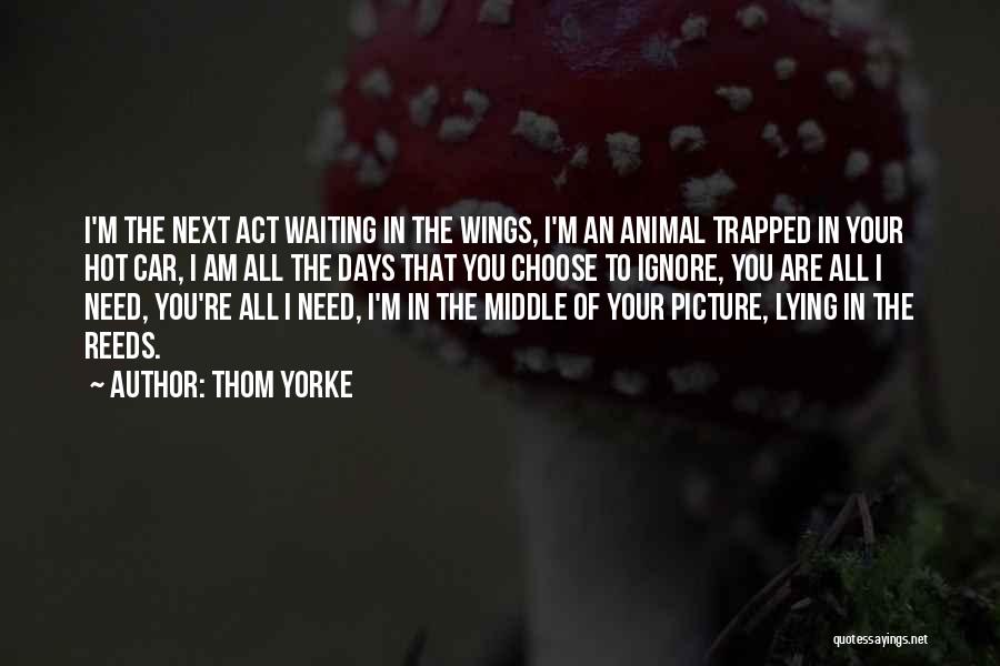 Thom Yorke Quotes: I'm The Next Act Waiting In The Wings, I'm An Animal Trapped In Your Hot Car, I Am All The