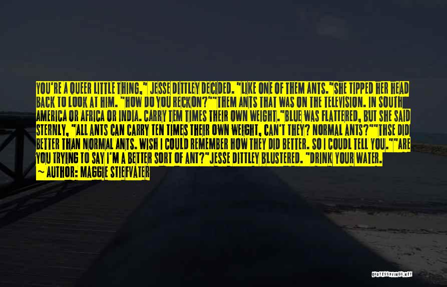 Maggie Stiefvater Quotes: You're A Queer Little Thing, Jesse Dittley Decided. Like One Of Them Ants.she Tipped Her Head Back To Look At