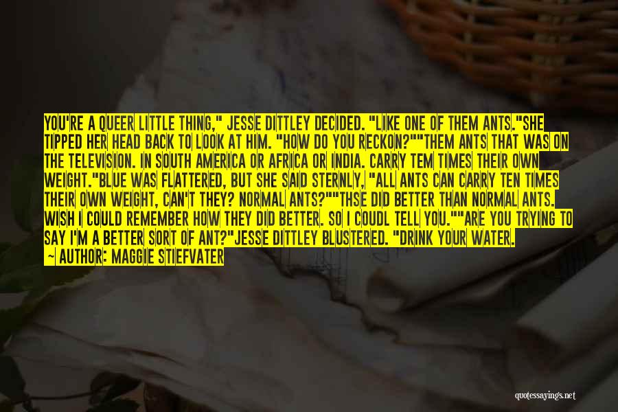 Maggie Stiefvater Quotes: You're A Queer Little Thing, Jesse Dittley Decided. Like One Of Them Ants.she Tipped Her Head Back To Look At