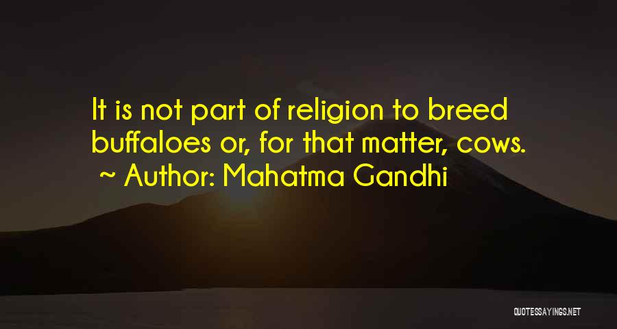 Mahatma Gandhi Quotes: It Is Not Part Of Religion To Breed Buffaloes Or, For That Matter, Cows.