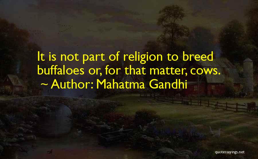 Mahatma Gandhi Quotes: It Is Not Part Of Religion To Breed Buffaloes Or, For That Matter, Cows.