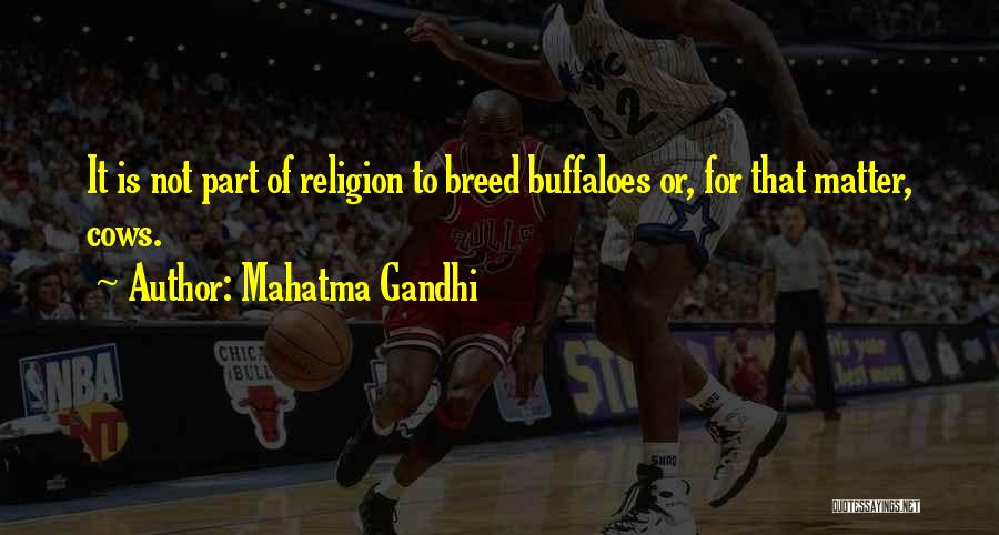 Mahatma Gandhi Quotes: It Is Not Part Of Religion To Breed Buffaloes Or, For That Matter, Cows.