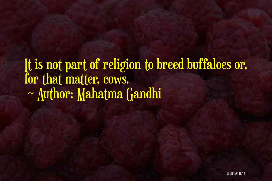Mahatma Gandhi Quotes: It Is Not Part Of Religion To Breed Buffaloes Or, For That Matter, Cows.