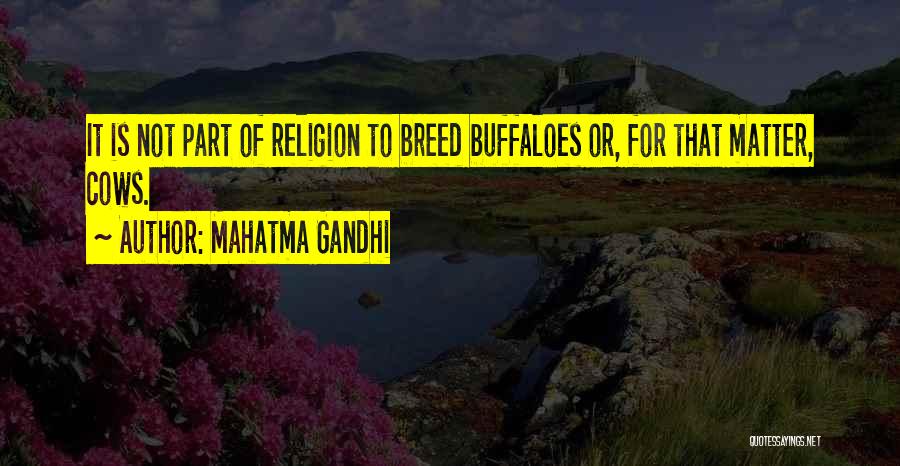 Mahatma Gandhi Quotes: It Is Not Part Of Religion To Breed Buffaloes Or, For That Matter, Cows.