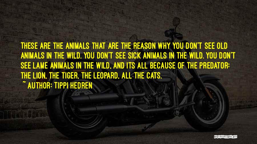 Tippi Hedren Quotes: These Are The Animals That Are The Reason Why You Don't See Old Animals In The Wild. You Don't See