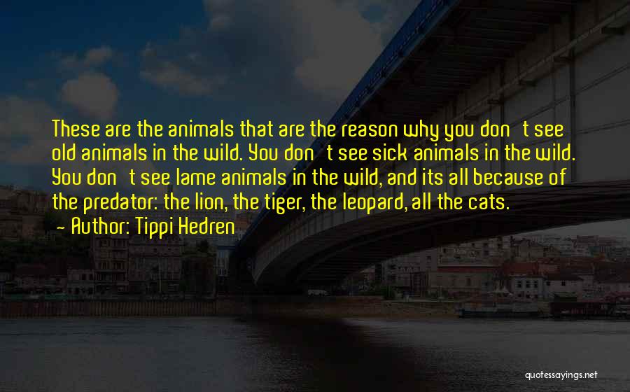 Tippi Hedren Quotes: These Are The Animals That Are The Reason Why You Don't See Old Animals In The Wild. You Don't See