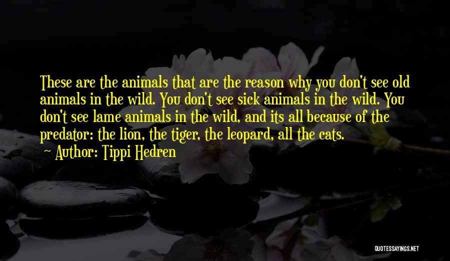 Tippi Hedren Quotes: These Are The Animals That Are The Reason Why You Don't See Old Animals In The Wild. You Don't See