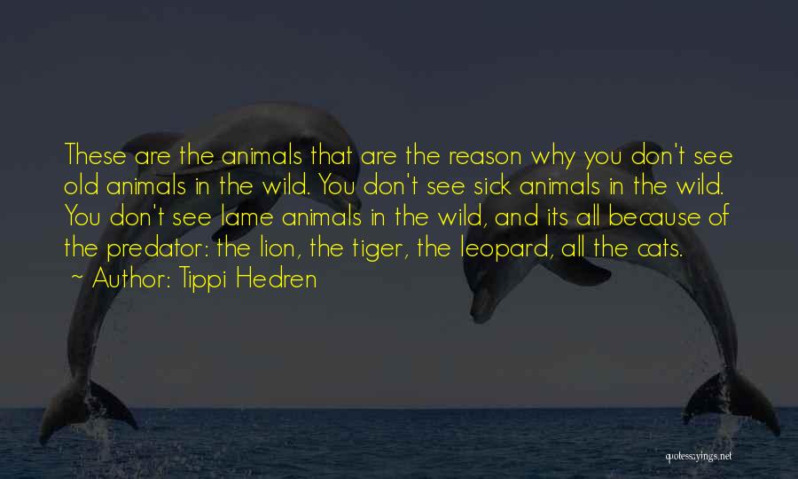 Tippi Hedren Quotes: These Are The Animals That Are The Reason Why You Don't See Old Animals In The Wild. You Don't See