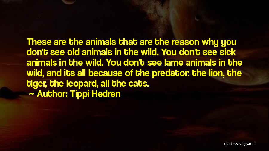 Tippi Hedren Quotes: These Are The Animals That Are The Reason Why You Don't See Old Animals In The Wild. You Don't See