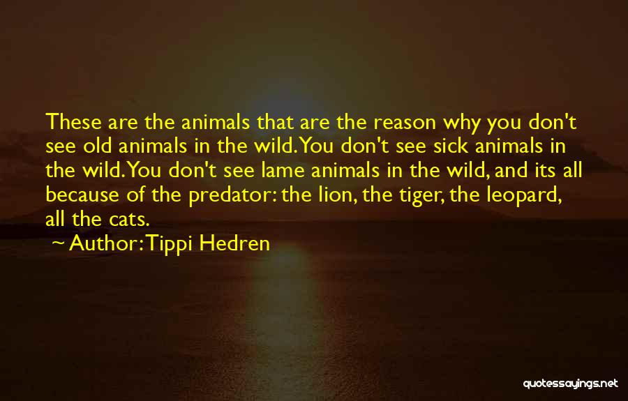 Tippi Hedren Quotes: These Are The Animals That Are The Reason Why You Don't See Old Animals In The Wild. You Don't See