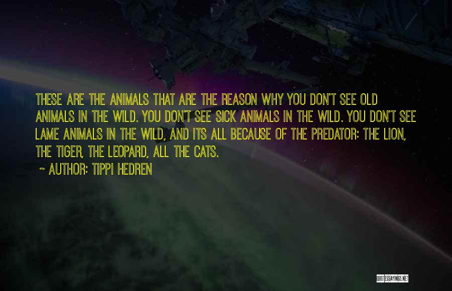Tippi Hedren Quotes: These Are The Animals That Are The Reason Why You Don't See Old Animals In The Wild. You Don't See