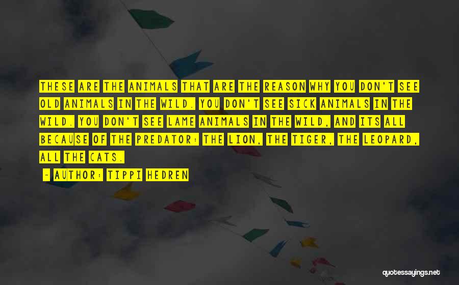 Tippi Hedren Quotes: These Are The Animals That Are The Reason Why You Don't See Old Animals In The Wild. You Don't See