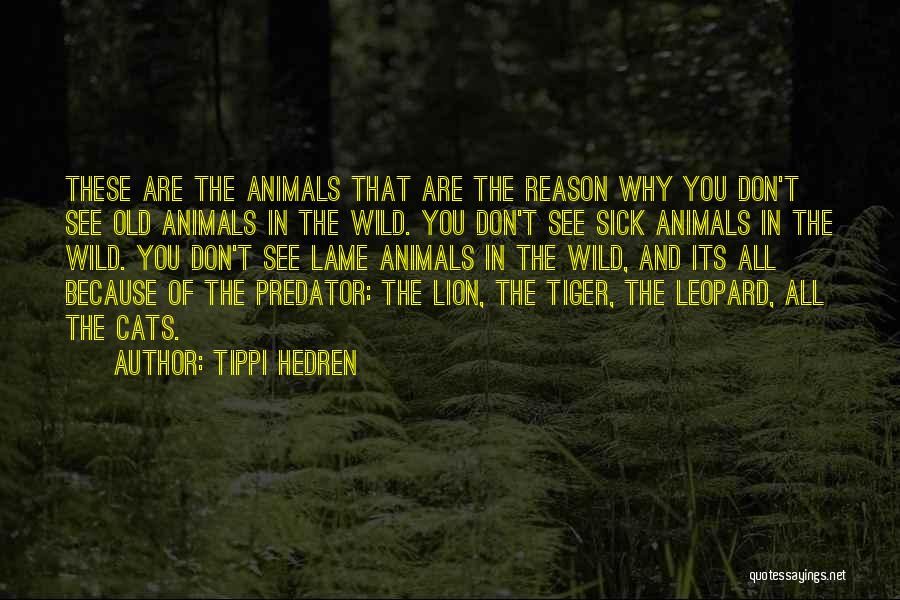 Tippi Hedren Quotes: These Are The Animals That Are The Reason Why You Don't See Old Animals In The Wild. You Don't See