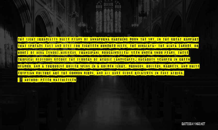 Peter Matthiessen Quotes: The Light Irradiates White Peaks Of Annapurna Marching Down The Sky, In The Great Rampart That Spreads East And West