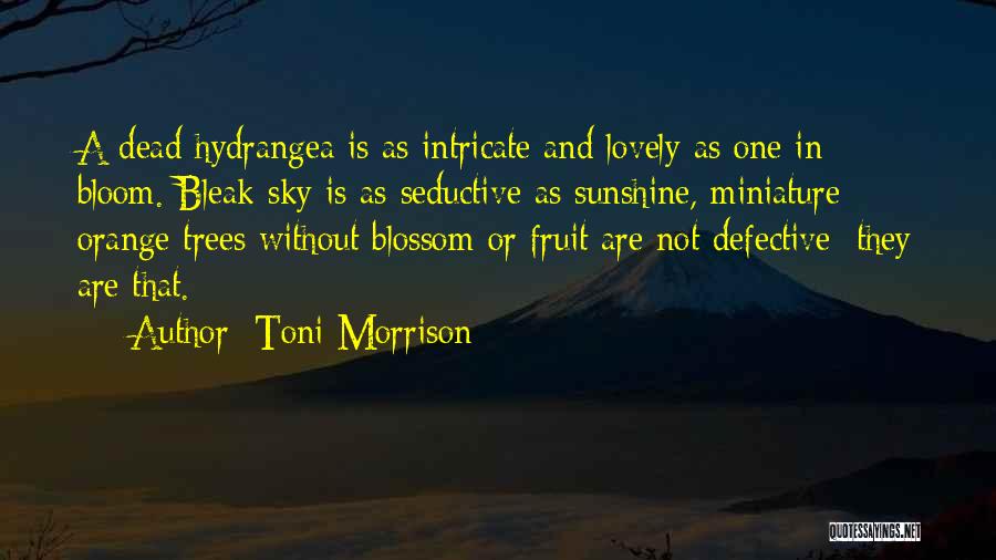 Toni Morrison Quotes: A Dead Hydrangea Is As Intricate And Lovely As One In Bloom. Bleak Sky Is As Seductive As Sunshine, Miniature