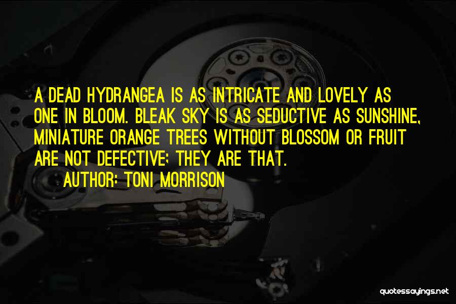 Toni Morrison Quotes: A Dead Hydrangea Is As Intricate And Lovely As One In Bloom. Bleak Sky Is As Seductive As Sunshine, Miniature