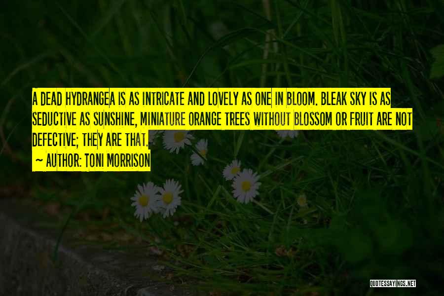 Toni Morrison Quotes: A Dead Hydrangea Is As Intricate And Lovely As One In Bloom. Bleak Sky Is As Seductive As Sunshine, Miniature