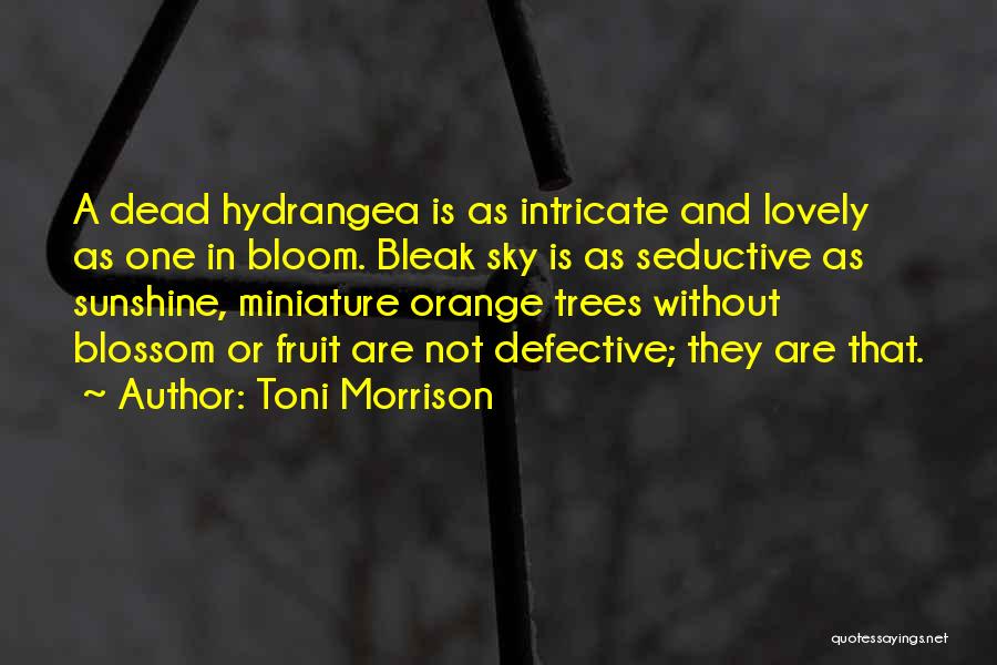 Toni Morrison Quotes: A Dead Hydrangea Is As Intricate And Lovely As One In Bloom. Bleak Sky Is As Seductive As Sunshine, Miniature