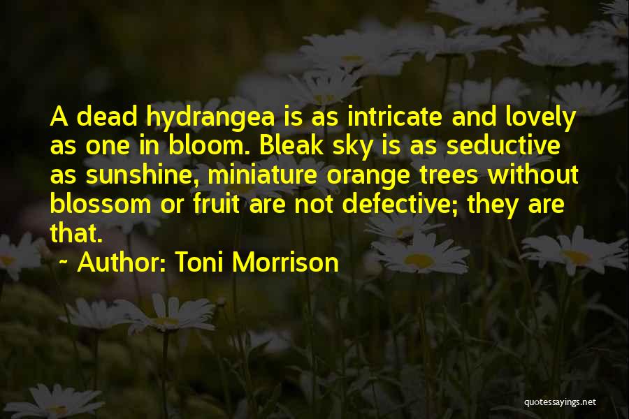 Toni Morrison Quotes: A Dead Hydrangea Is As Intricate And Lovely As One In Bloom. Bleak Sky Is As Seductive As Sunshine, Miniature