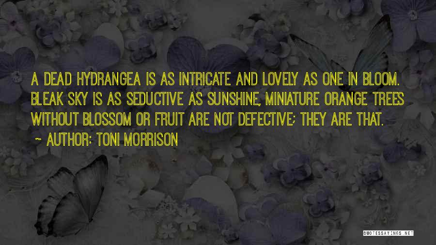 Toni Morrison Quotes: A Dead Hydrangea Is As Intricate And Lovely As One In Bloom. Bleak Sky Is As Seductive As Sunshine, Miniature