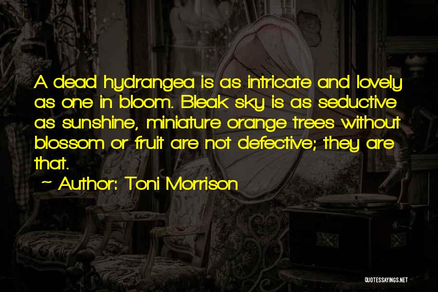 Toni Morrison Quotes: A Dead Hydrangea Is As Intricate And Lovely As One In Bloom. Bleak Sky Is As Seductive As Sunshine, Miniature