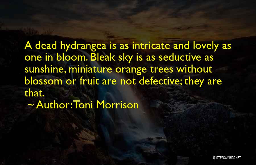 Toni Morrison Quotes: A Dead Hydrangea Is As Intricate And Lovely As One In Bloom. Bleak Sky Is As Seductive As Sunshine, Miniature