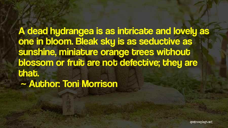 Toni Morrison Quotes: A Dead Hydrangea Is As Intricate And Lovely As One In Bloom. Bleak Sky Is As Seductive As Sunshine, Miniature