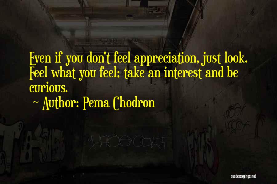 Pema Chodron Quotes: Even If You Don't Feel Appreciation, Just Look. Feel What You Feel; Take An Interest And Be Curious.