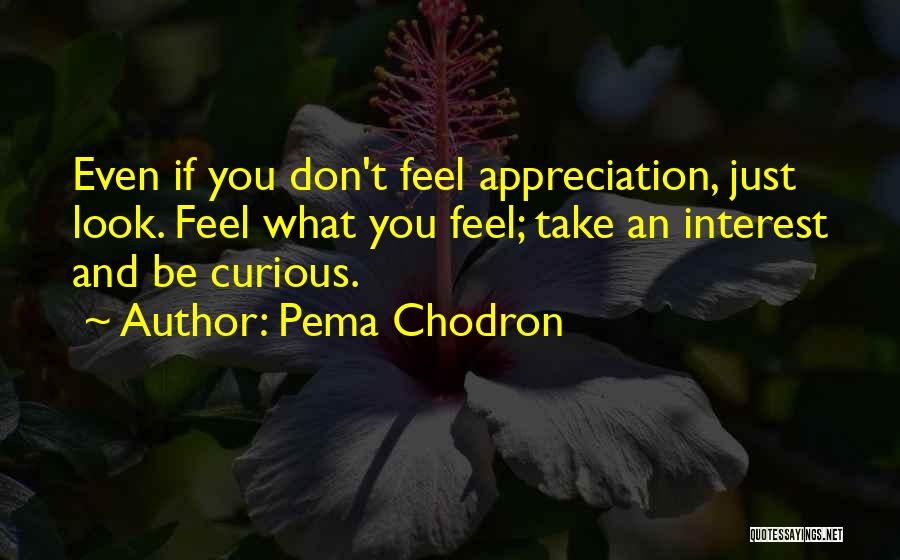 Pema Chodron Quotes: Even If You Don't Feel Appreciation, Just Look. Feel What You Feel; Take An Interest And Be Curious.