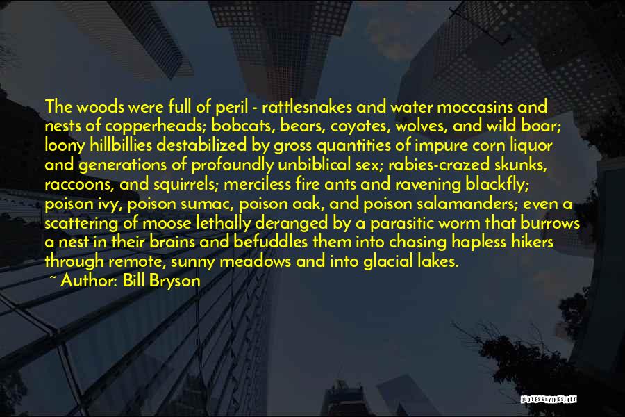 Bill Bryson Quotes: The Woods Were Full Of Peril - Rattlesnakes And Water Moccasins And Nests Of Copperheads; Bobcats, Bears, Coyotes, Wolves, And