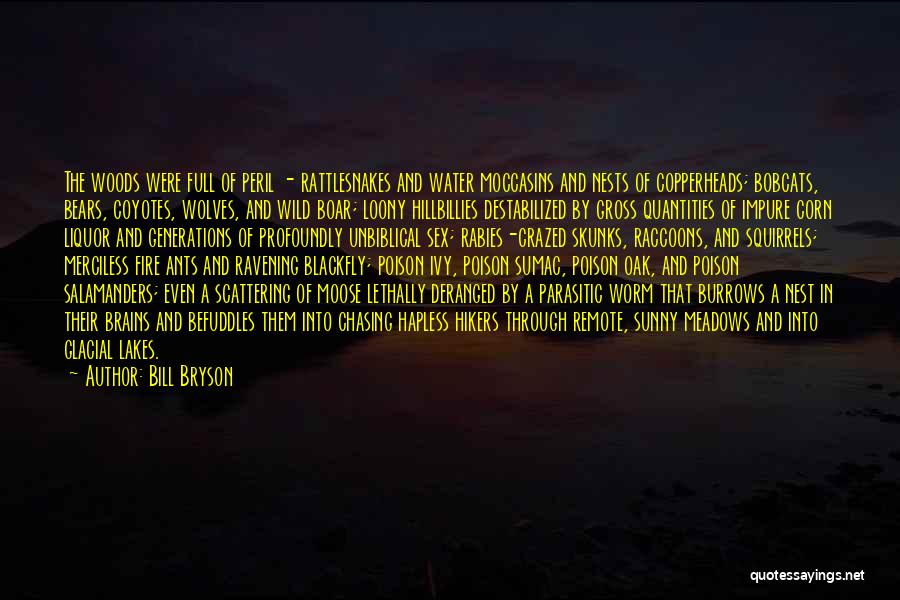 Bill Bryson Quotes: The Woods Were Full Of Peril - Rattlesnakes And Water Moccasins And Nests Of Copperheads; Bobcats, Bears, Coyotes, Wolves, And