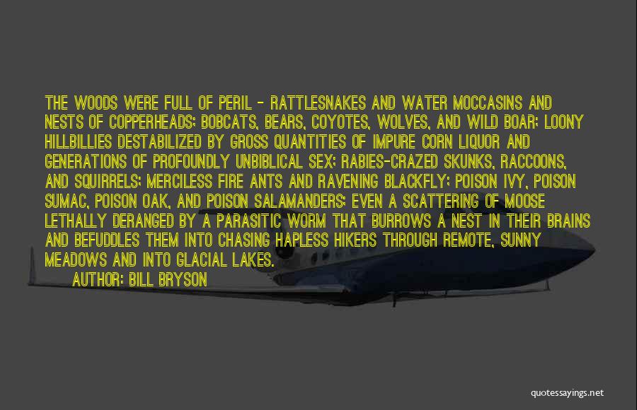 Bill Bryson Quotes: The Woods Were Full Of Peril - Rattlesnakes And Water Moccasins And Nests Of Copperheads; Bobcats, Bears, Coyotes, Wolves, And